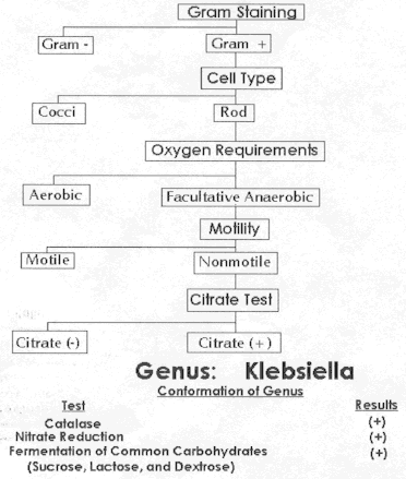 Gram Negative Biochemical Test Flow Chart